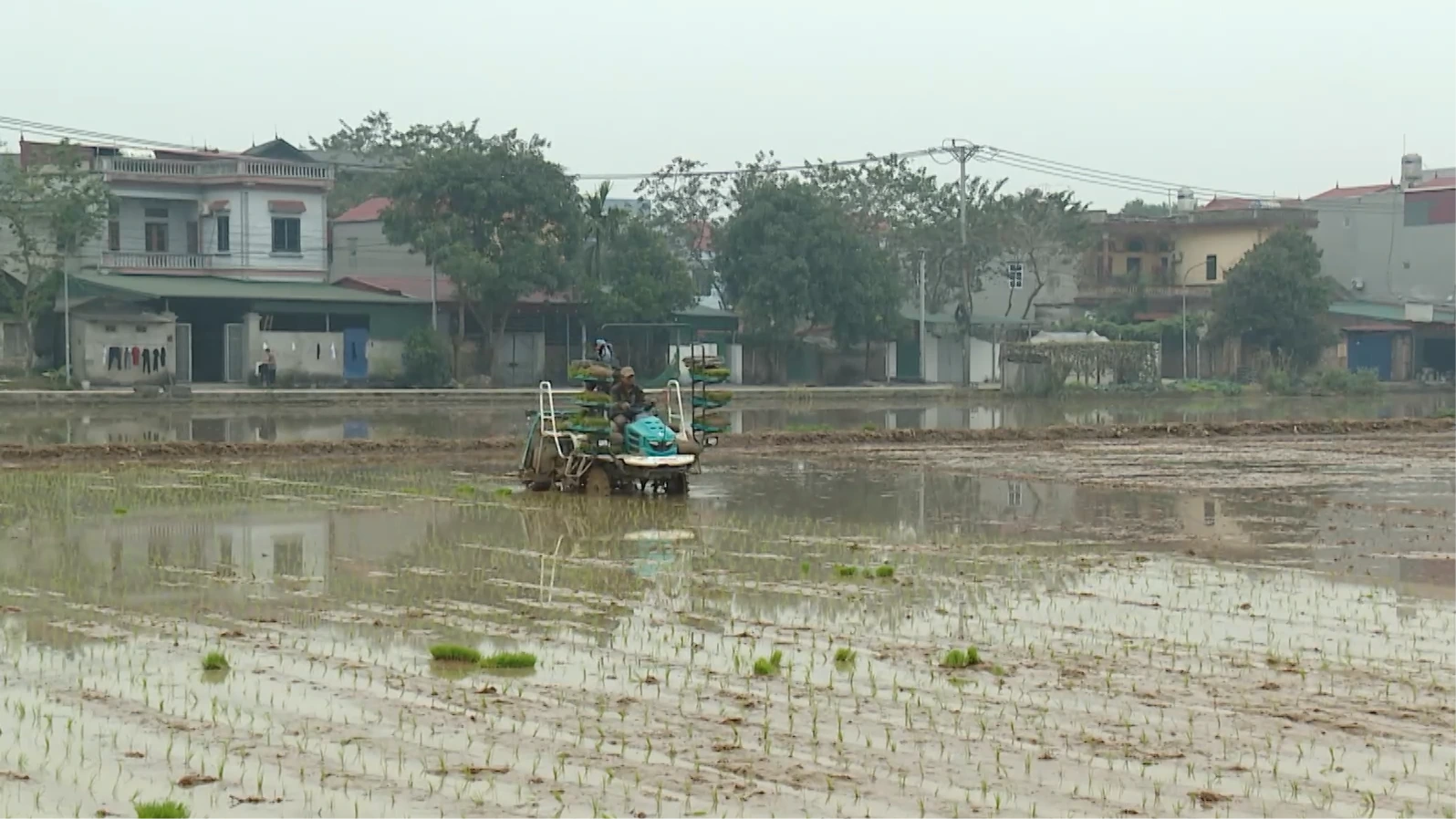 Nông dân ngoại thành nô nức xuống đồng cấy lúa xuân | Nông nghiệp nông thôn | 24/02/2026