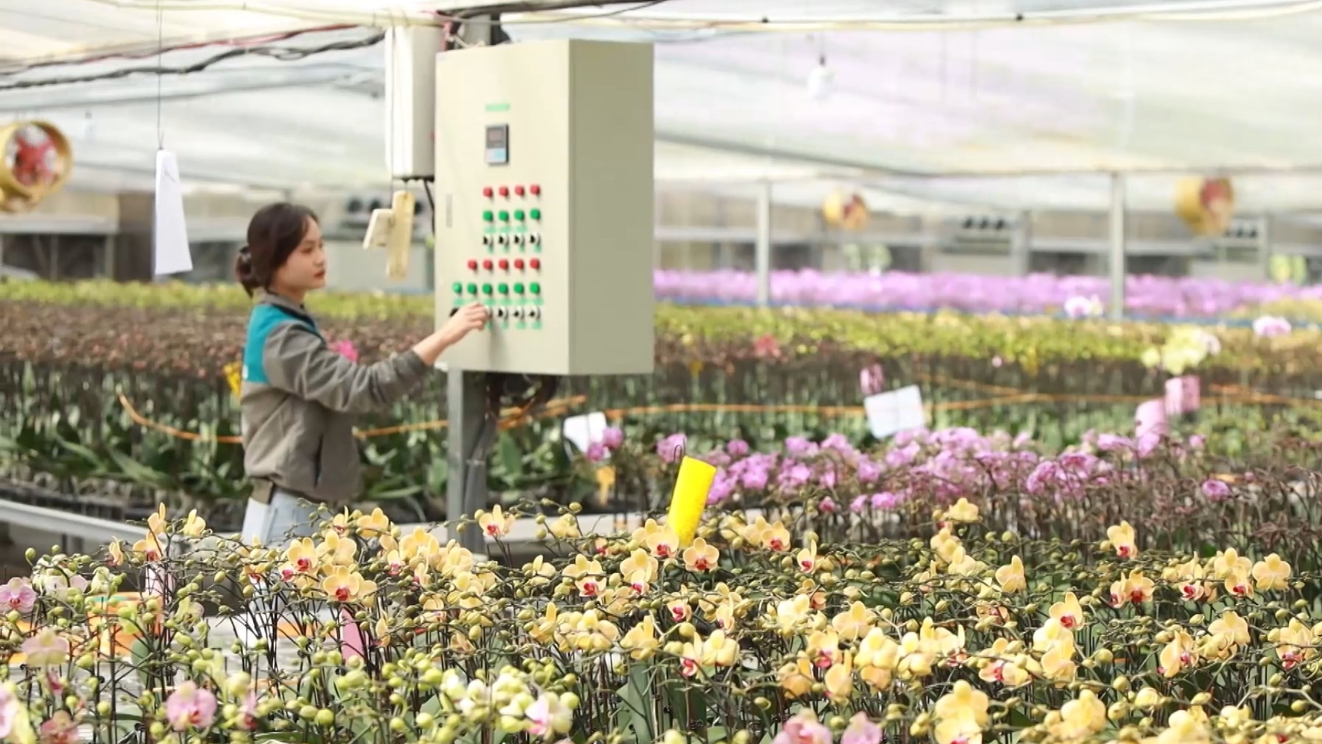 Hành trình đưa lan Việt ra thế giới | Con đường doanh nhân | 16/02/2026