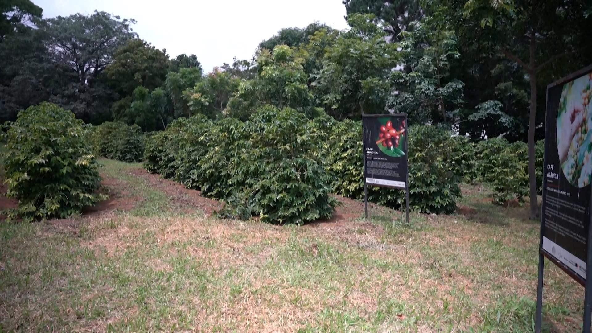 Đồn điền cà phê lớn nhất thế giới đón thêm giống mới