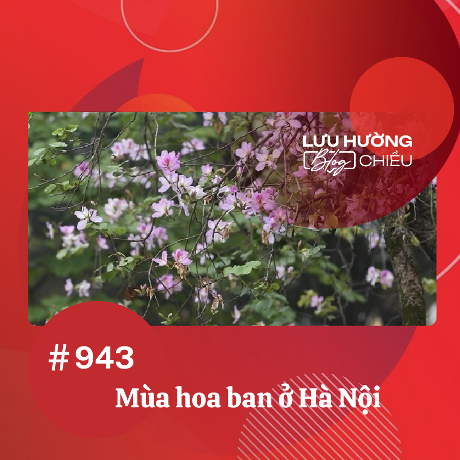 Mùa hoa ban ở Hà Nội