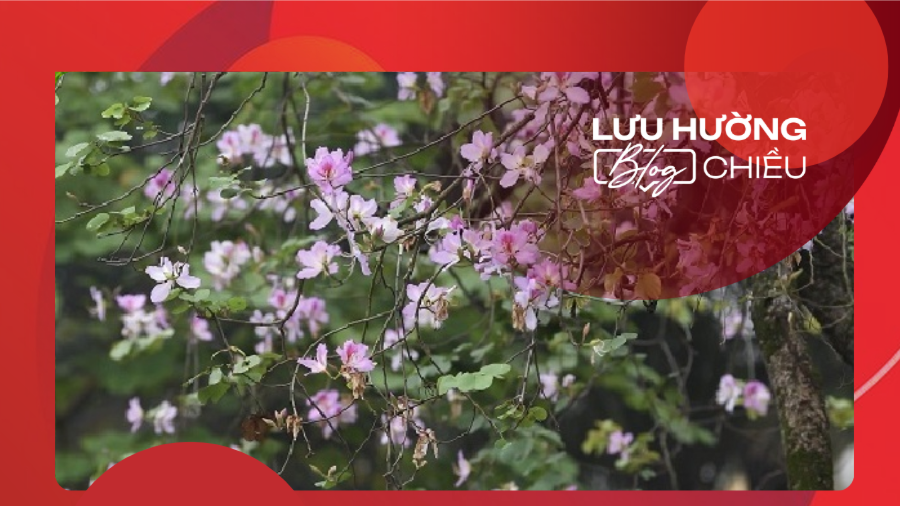 Mùa hoa ban ở Hà Nội