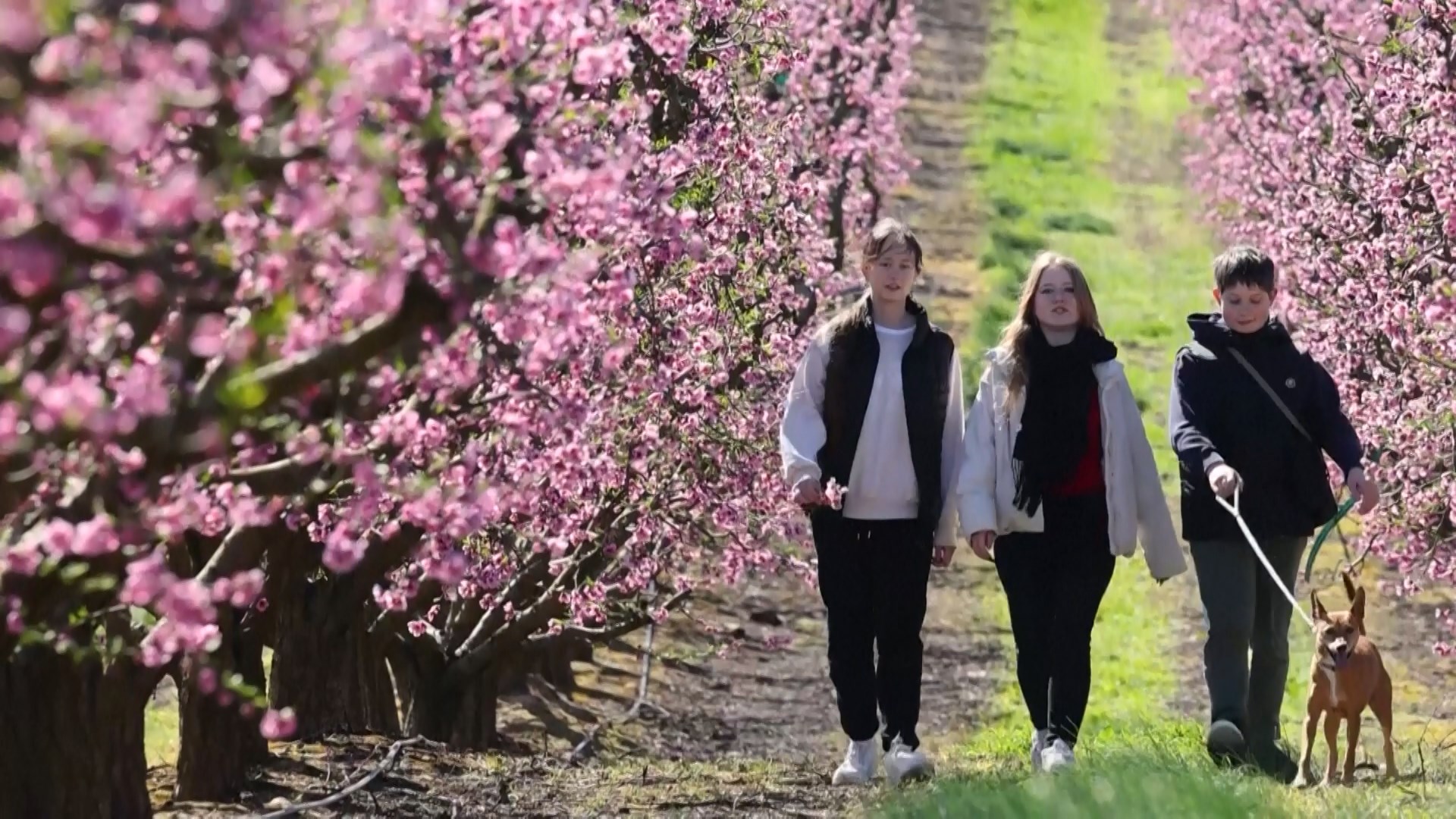 Tây Ban Nha: Hoa đào nở rộ thu hút du khách