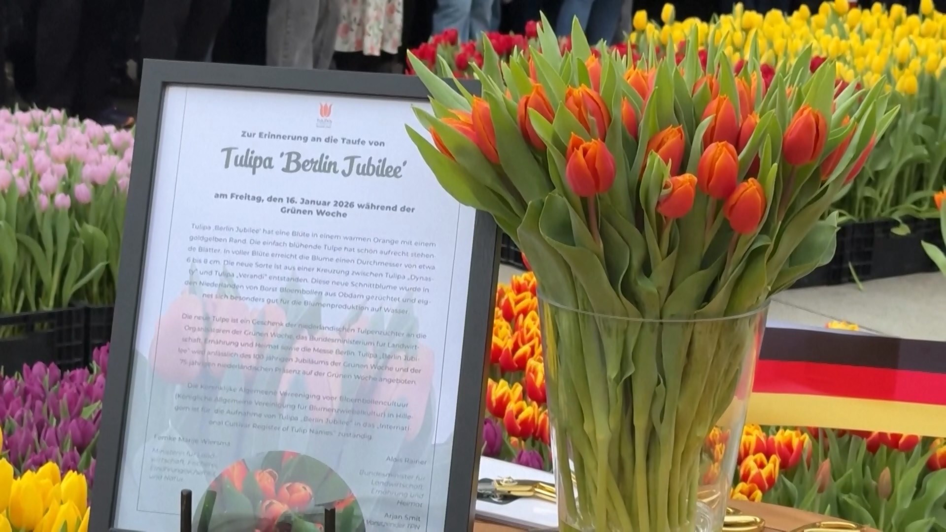 Đức: Hoa tulip Hà Lan báo hiệu mùa xuân đang đến