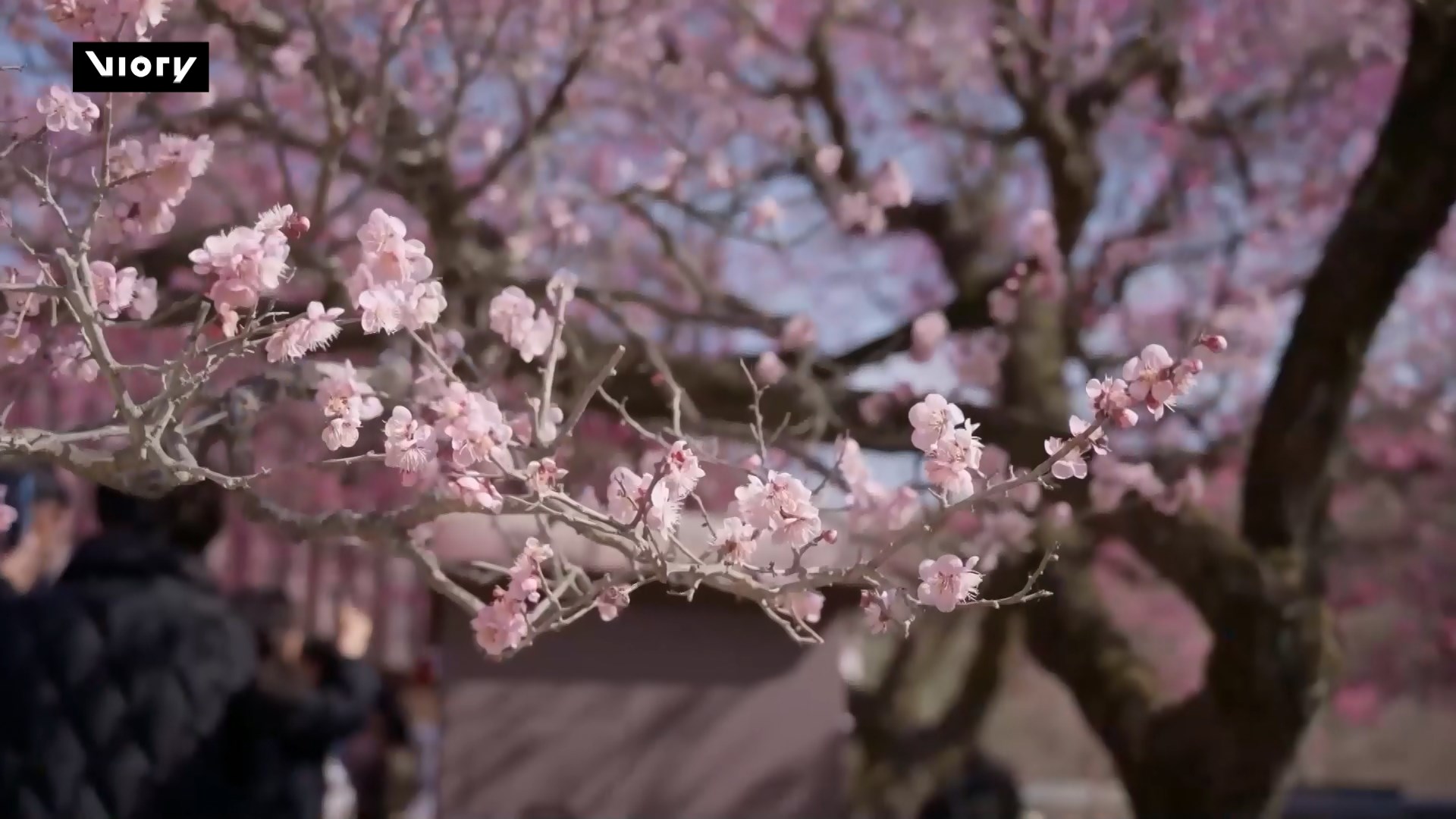 Hồng mai nở rộ hút du khách về chùa Tongdosa, Hàn Quốc