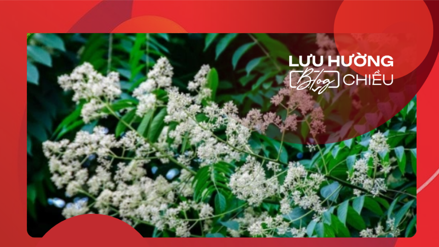 Loài hoa của sự lãng quên