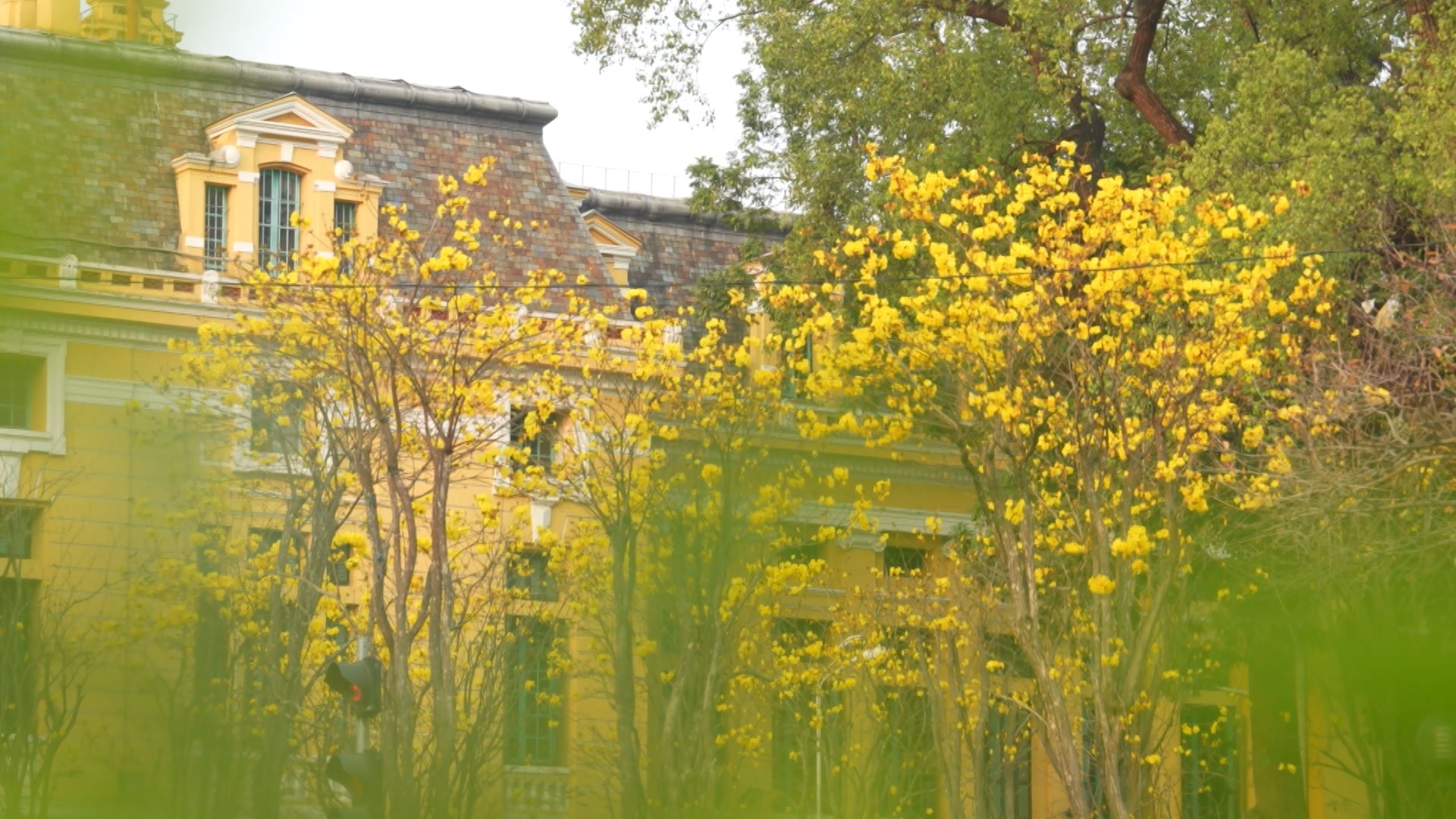 Hà Nội bừng sáng mùa hoa phong linh