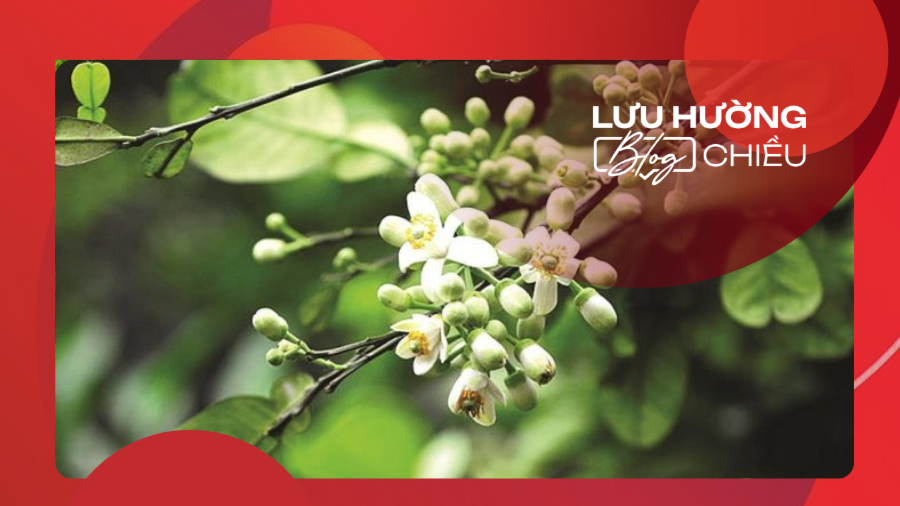 Hương bưởi quê nhà