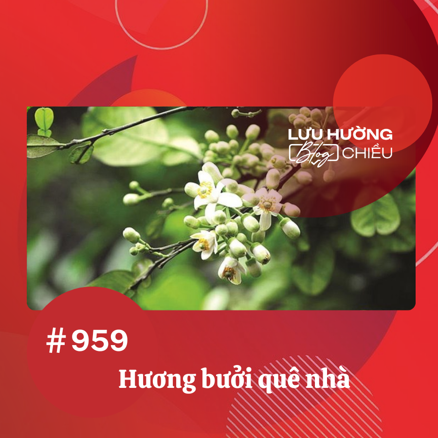 Hương bưởi quê nhà