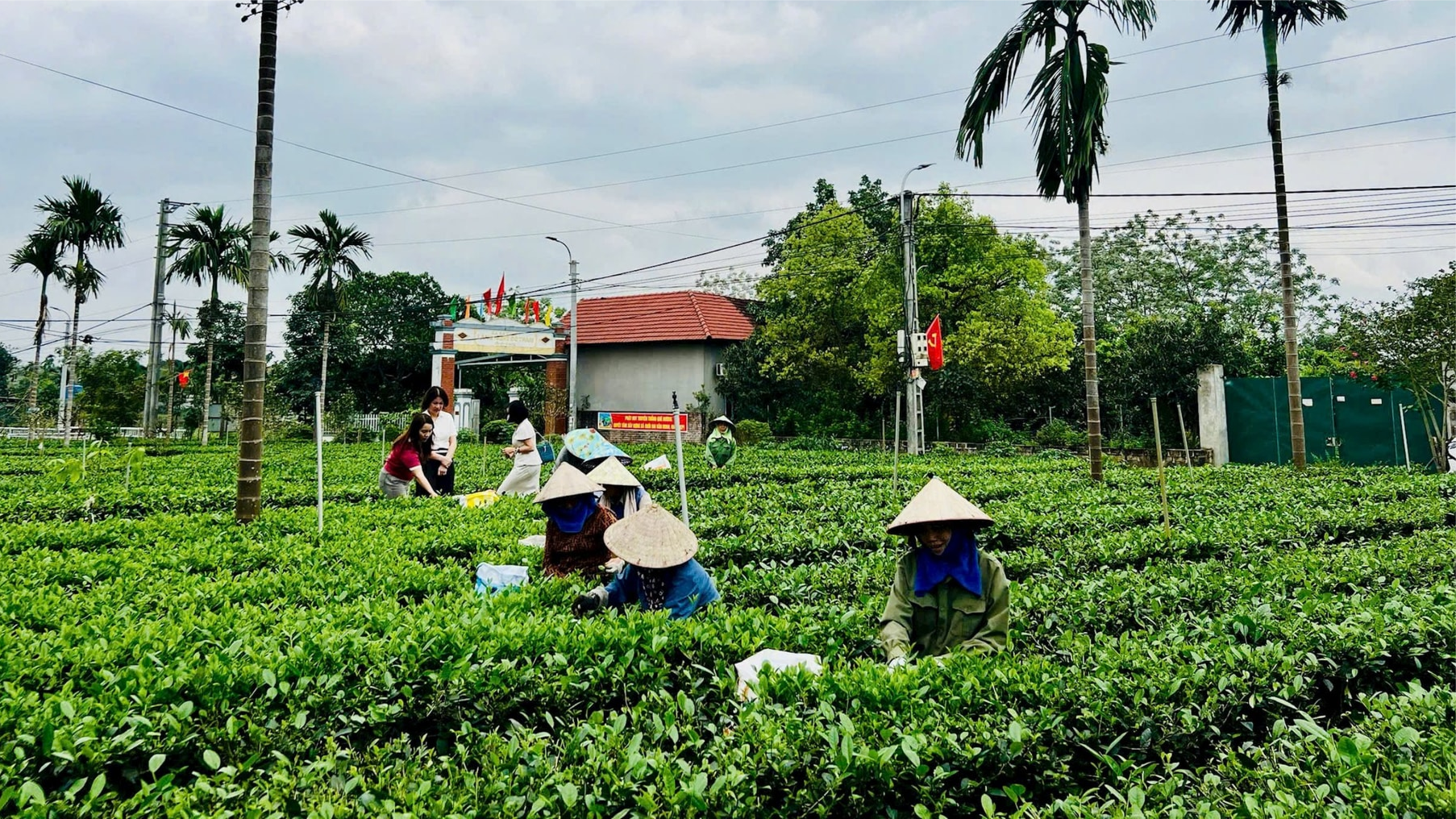 Đảm bảo đời sống người dân Suối Hai bằng cây chè ba trại