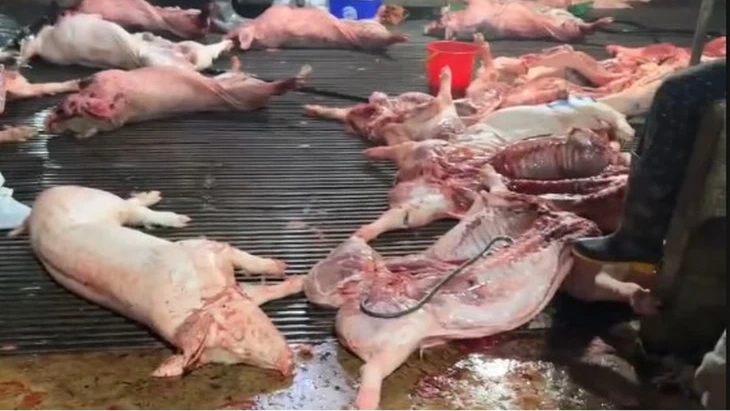 Thủ đoạn tiêu thụ ra thị trường của đường dây thịt lợn bệnh