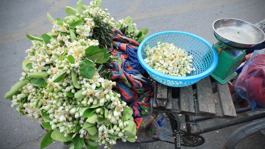 Nồng nàn hương bưởi tinh khôi