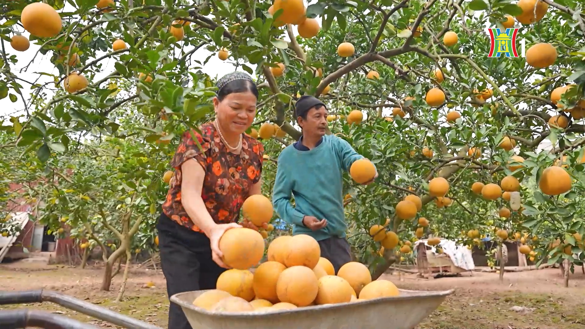Người gieo trái ngọt cho đời | Người tốt quanh ta | 01/04/2026