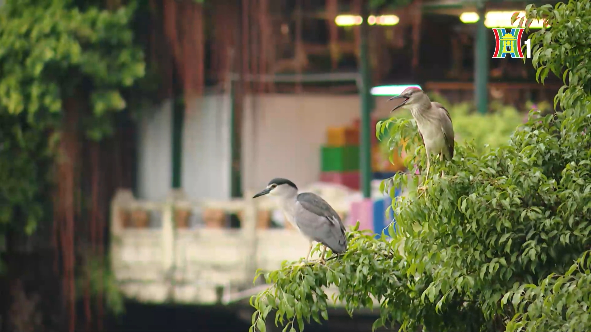 Thiên nhiên trong đô thị | Phim tài liệu | 04/3/2026 Thiên nhiên trong đô thị | Phim tài liệu | 04/3/2026