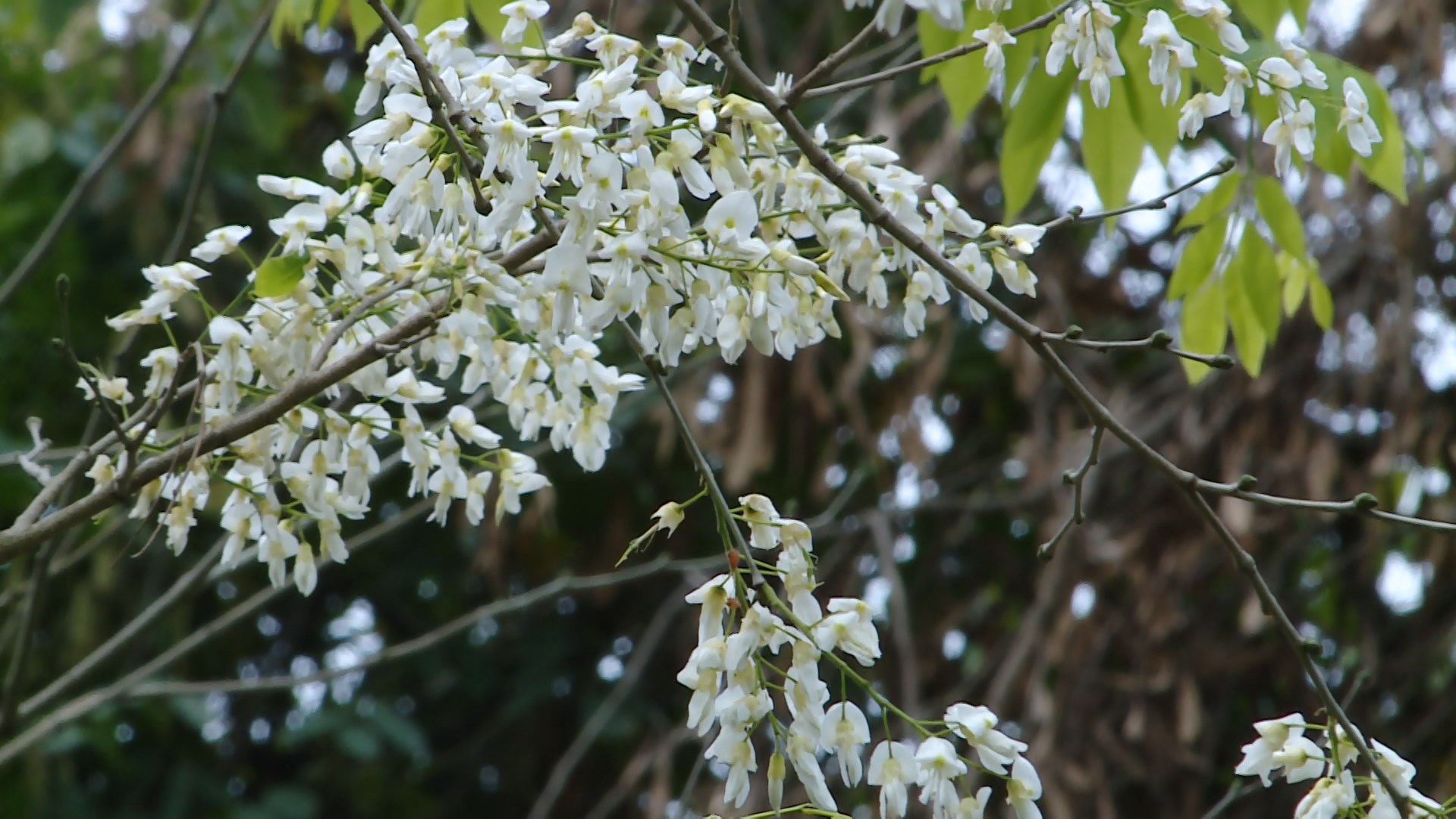 Tinh khôi sắc trắng hoa sưa