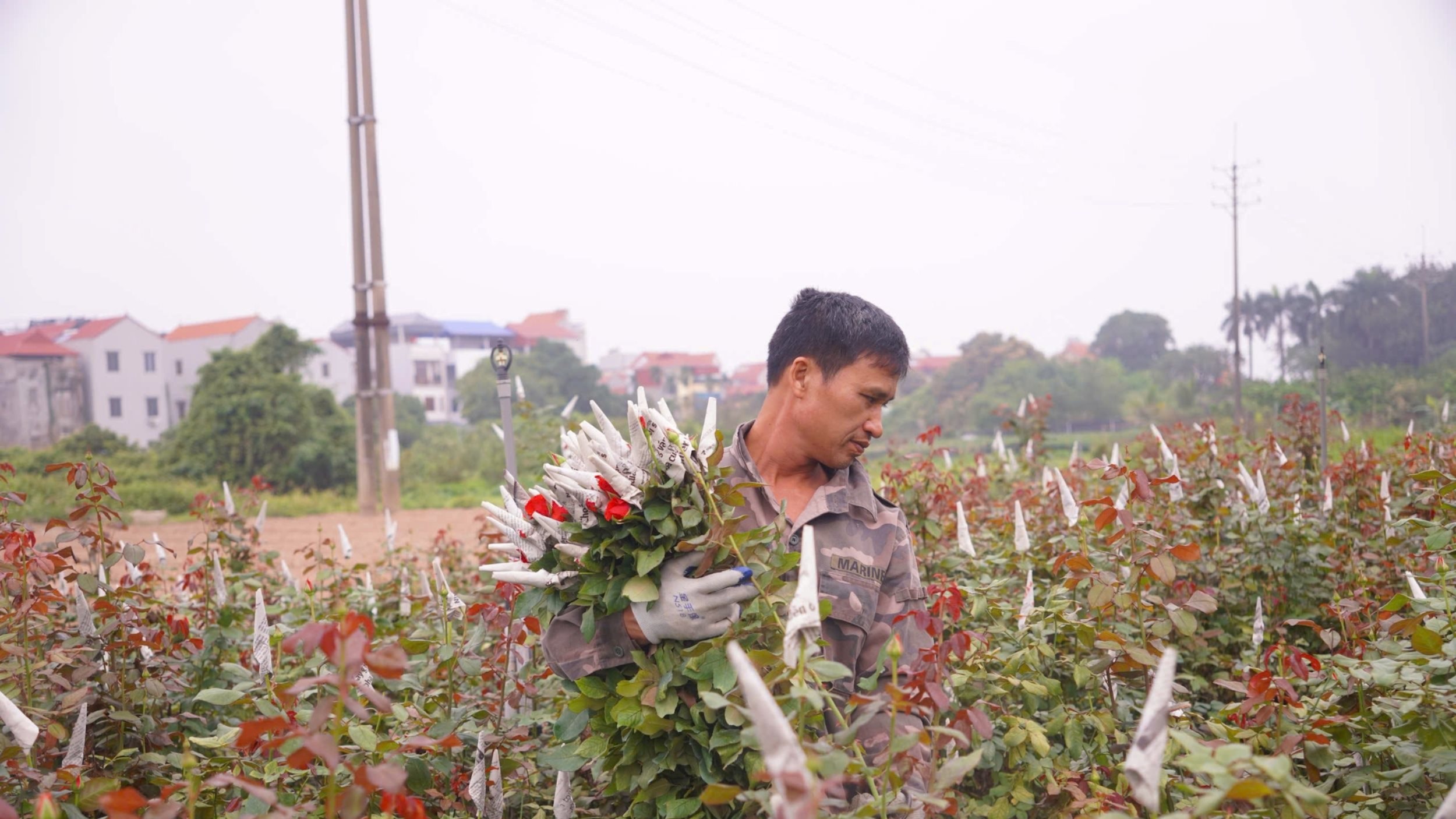 Làng hoa Tây Tựu trầm lắng trước ngày 8/3