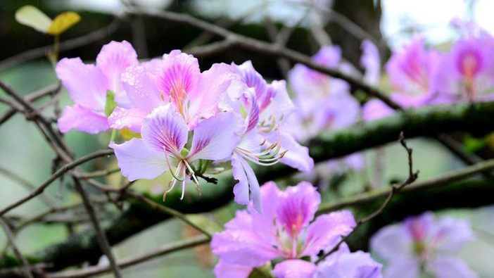 Hà Nội đẹp dịu dàng sắc tím hoa ban