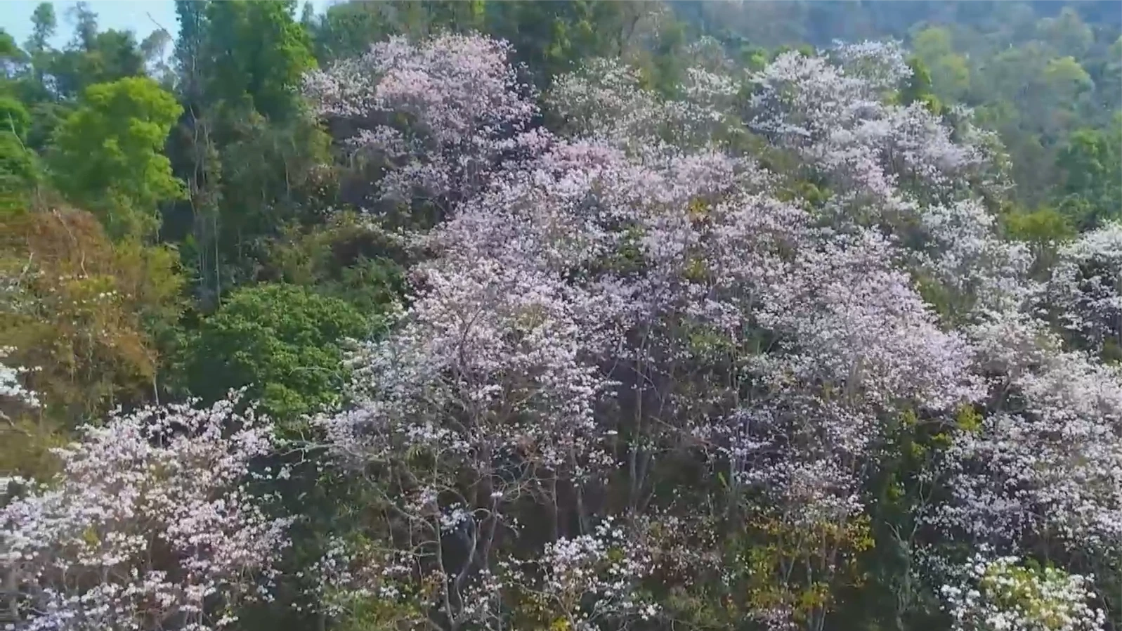 Điện Biên rực rỡ mùa hoa ban