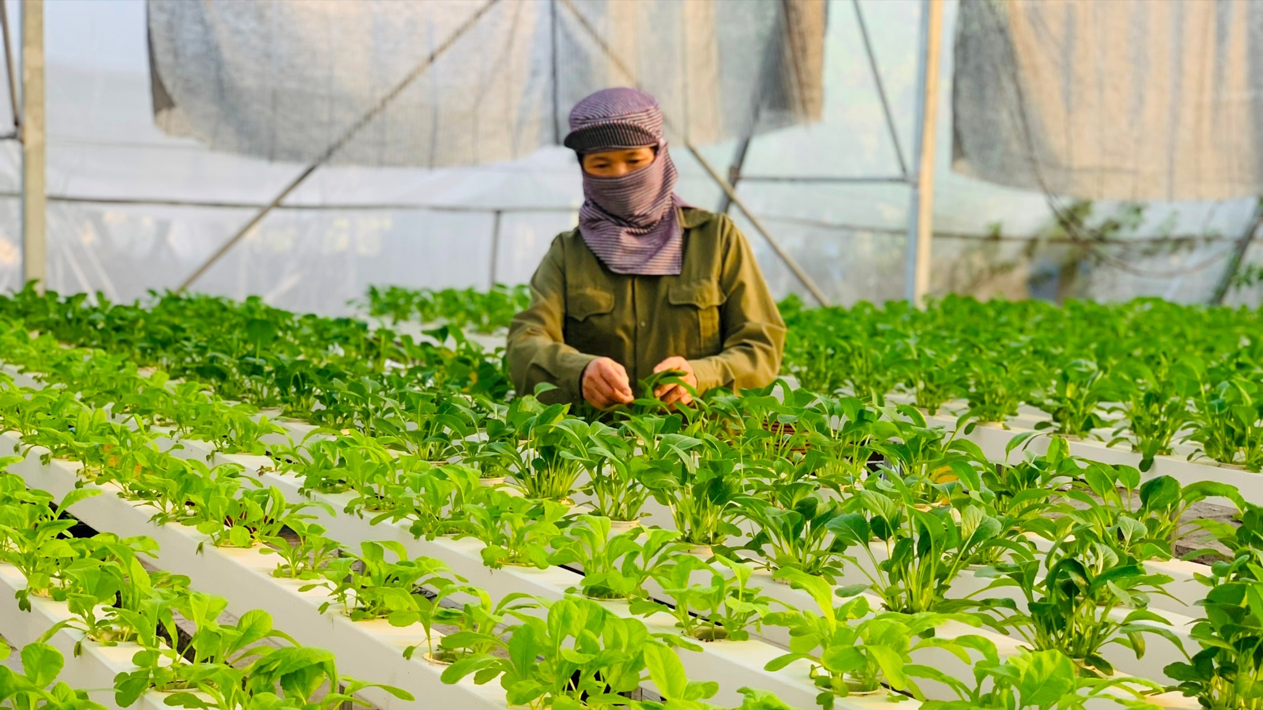 Hà Nội: Minh bạch nguồn gốc, nâng cao giá trị nông sản