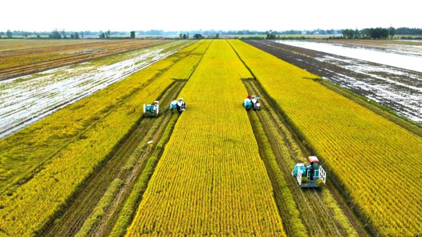 Giá lúa gạo trong nước và xuất khẩu đồng loạt tăng