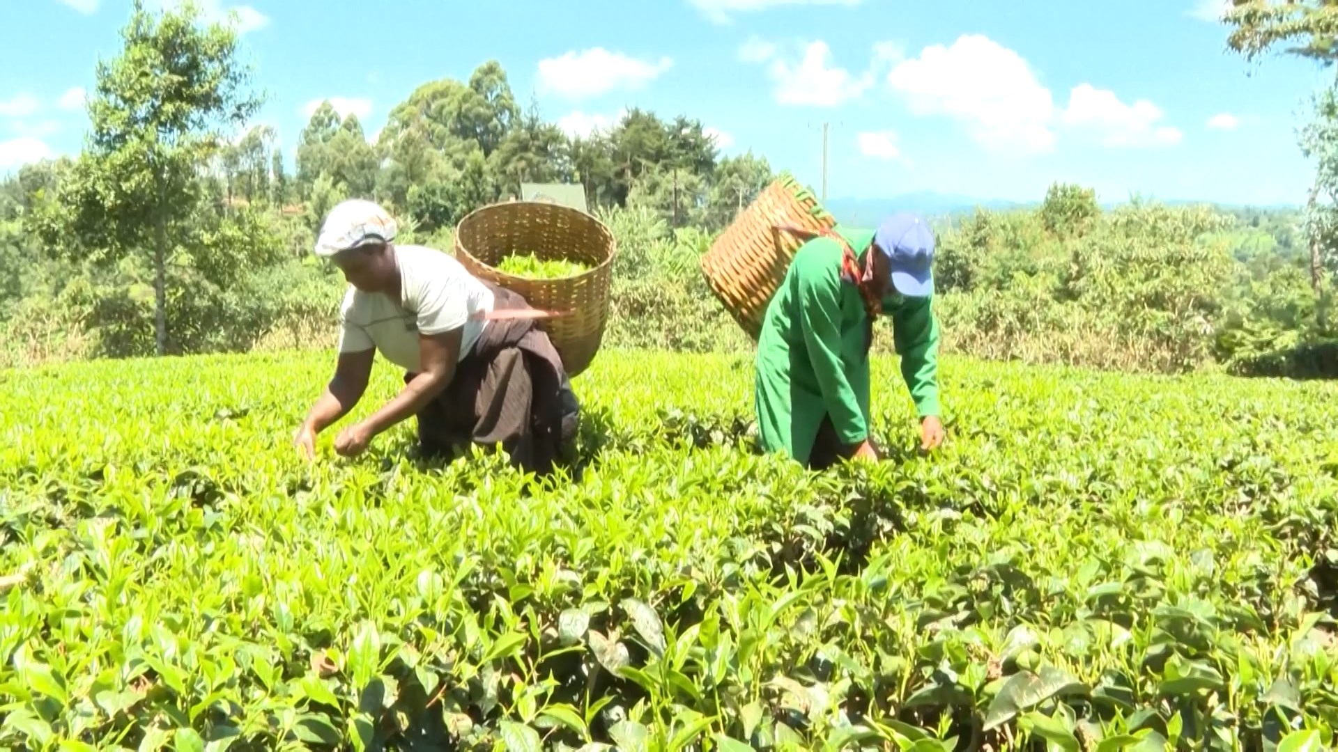Ngành chè Kenya bị ảnh hưởng bởi xung đột