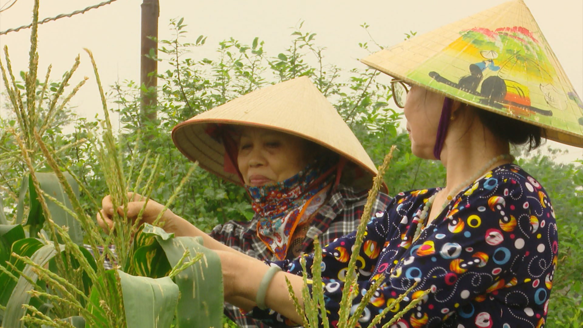 Người cao tuổi ở Hà Nội tích cực chuyển đổi xanh