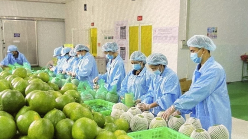 Đề xuất giãn nợ cho doanh nghiệp xuất khẩu nông sản