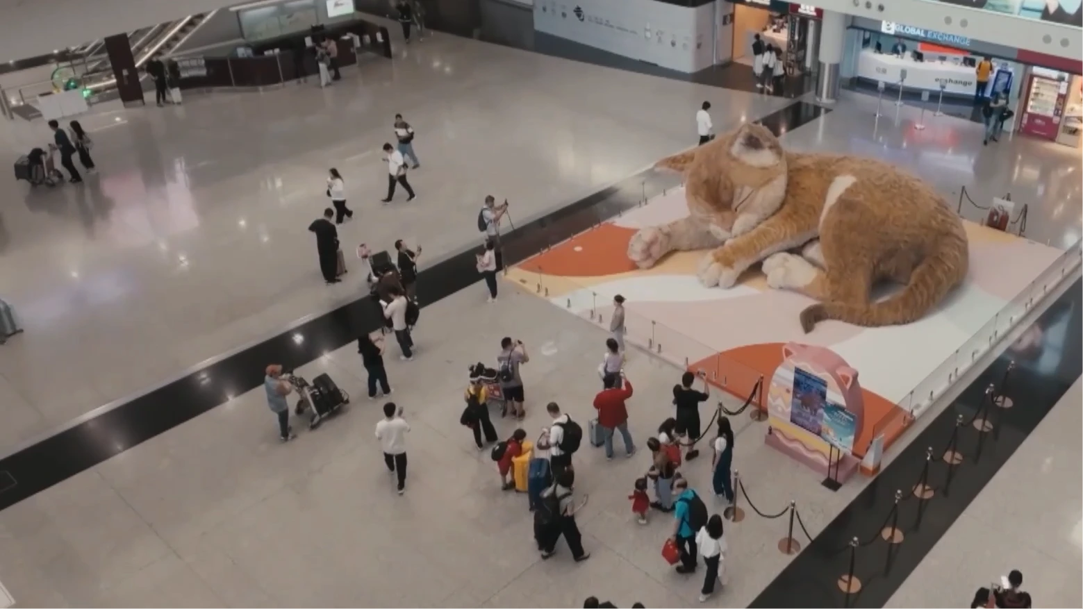 Mèo khổng lồ thu hút khách tại sân bay Hong Kong (Trung Quốc)