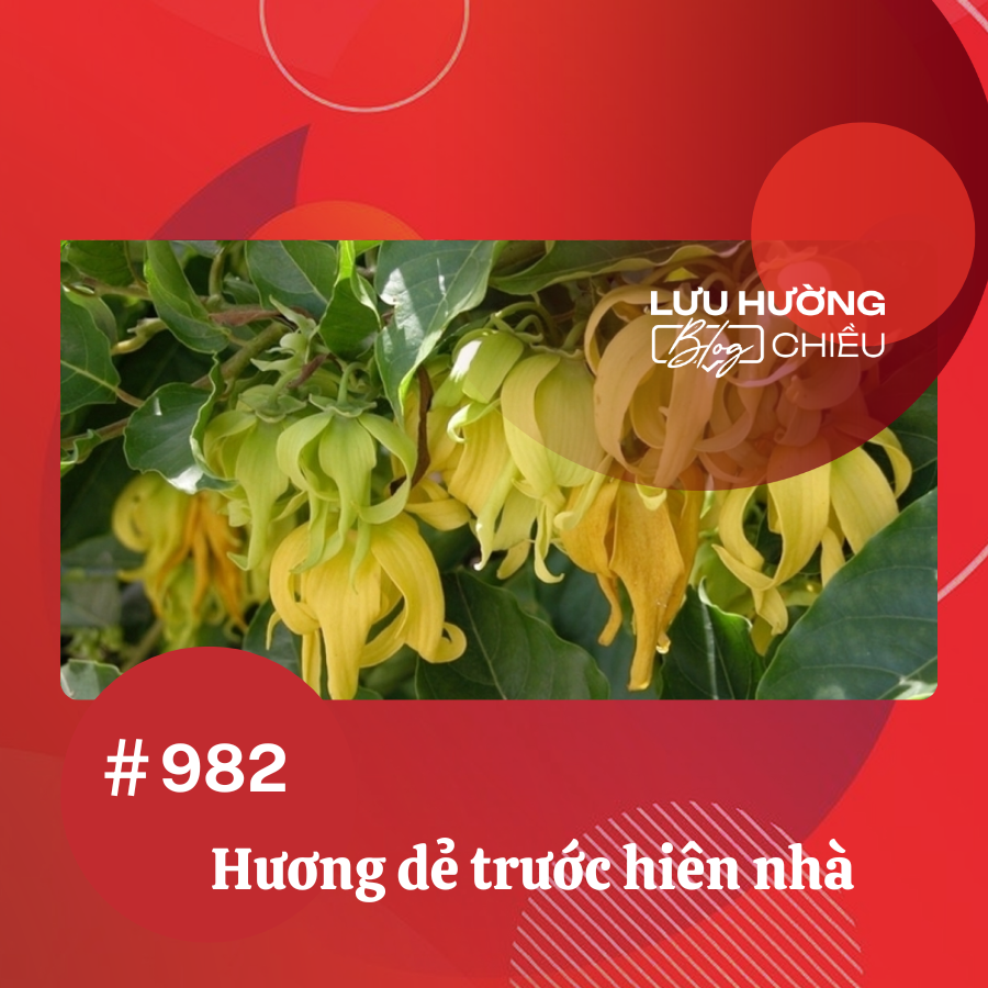Hương Dẻ trước hiên nhà
