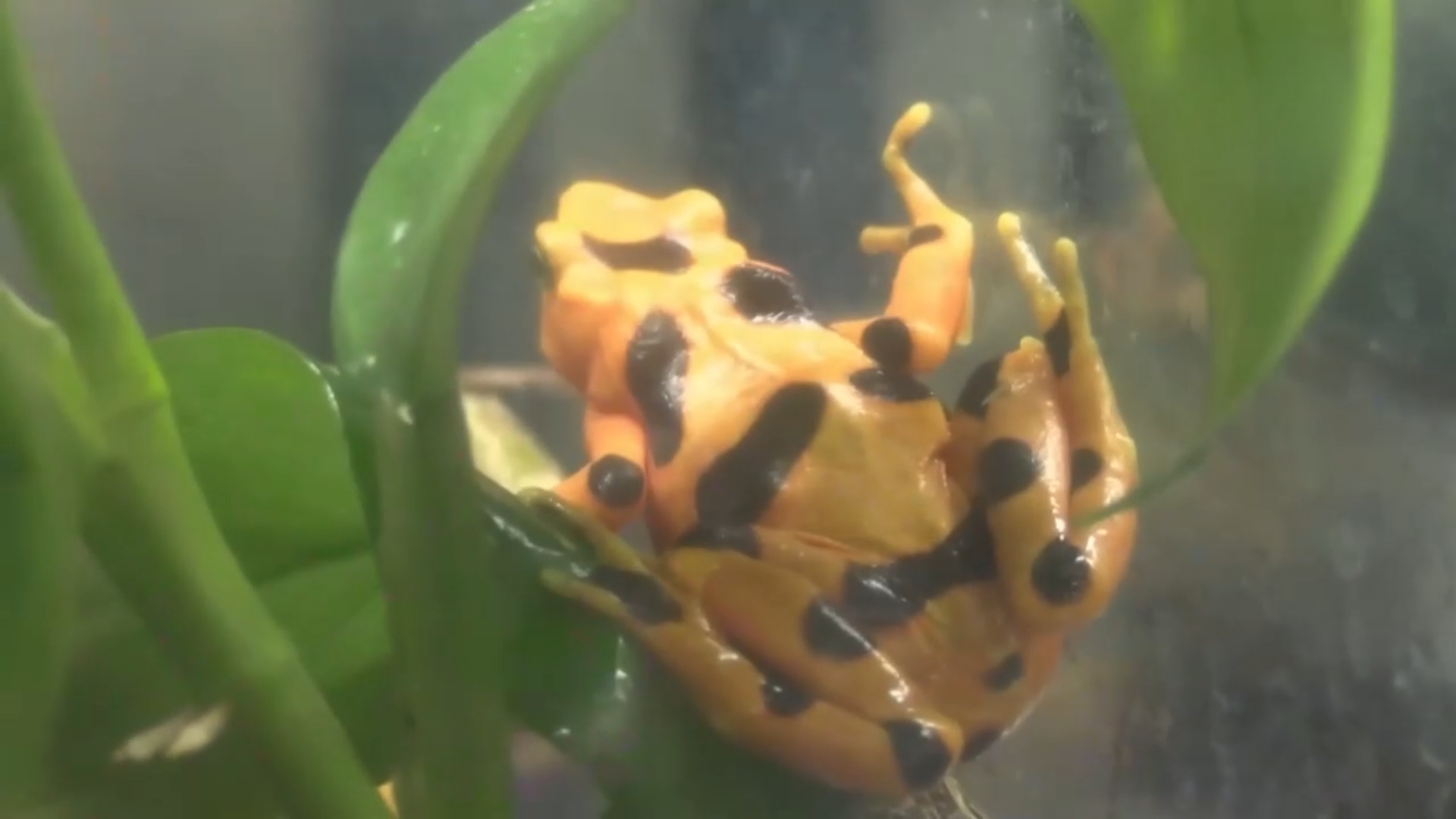 Panama nỗ lực giải cứu ếch vàng khỏi nguy cơ tuyệt chủng