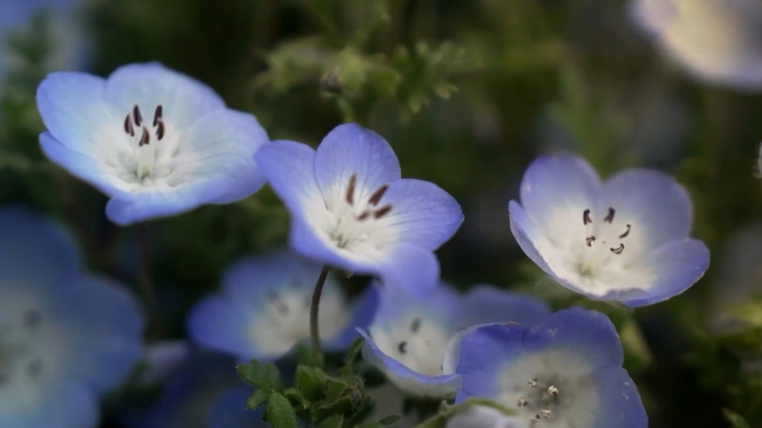 Nhật Bản: Hoa mắt biếc nở rộ tại công viên Hitachi