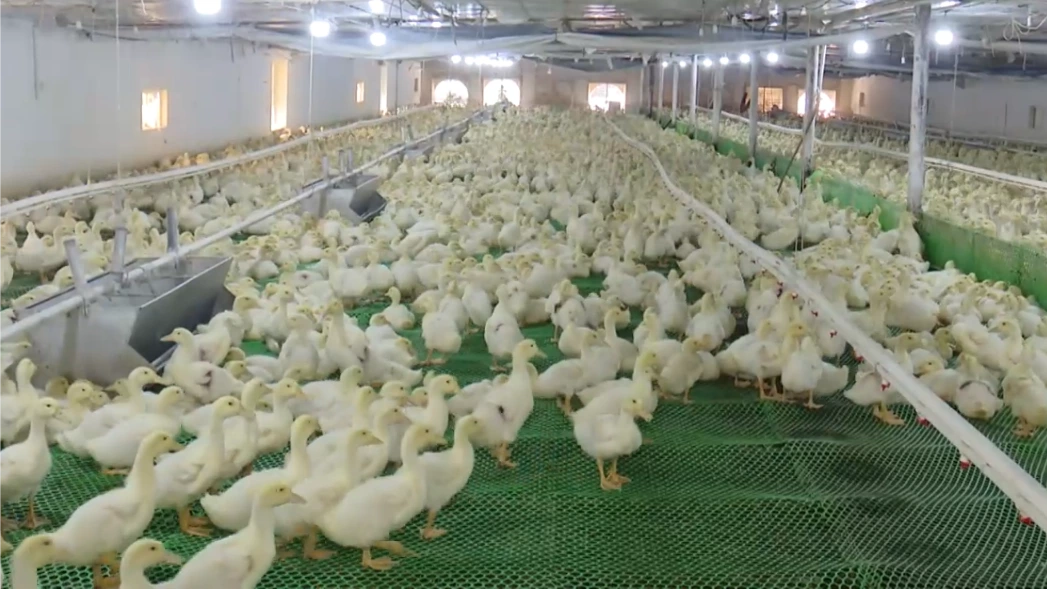 Thay đổi trong chăn nuôi gia cầm tạo sản xuất xanh | Chuyển đổi xanh | 12/04/2026