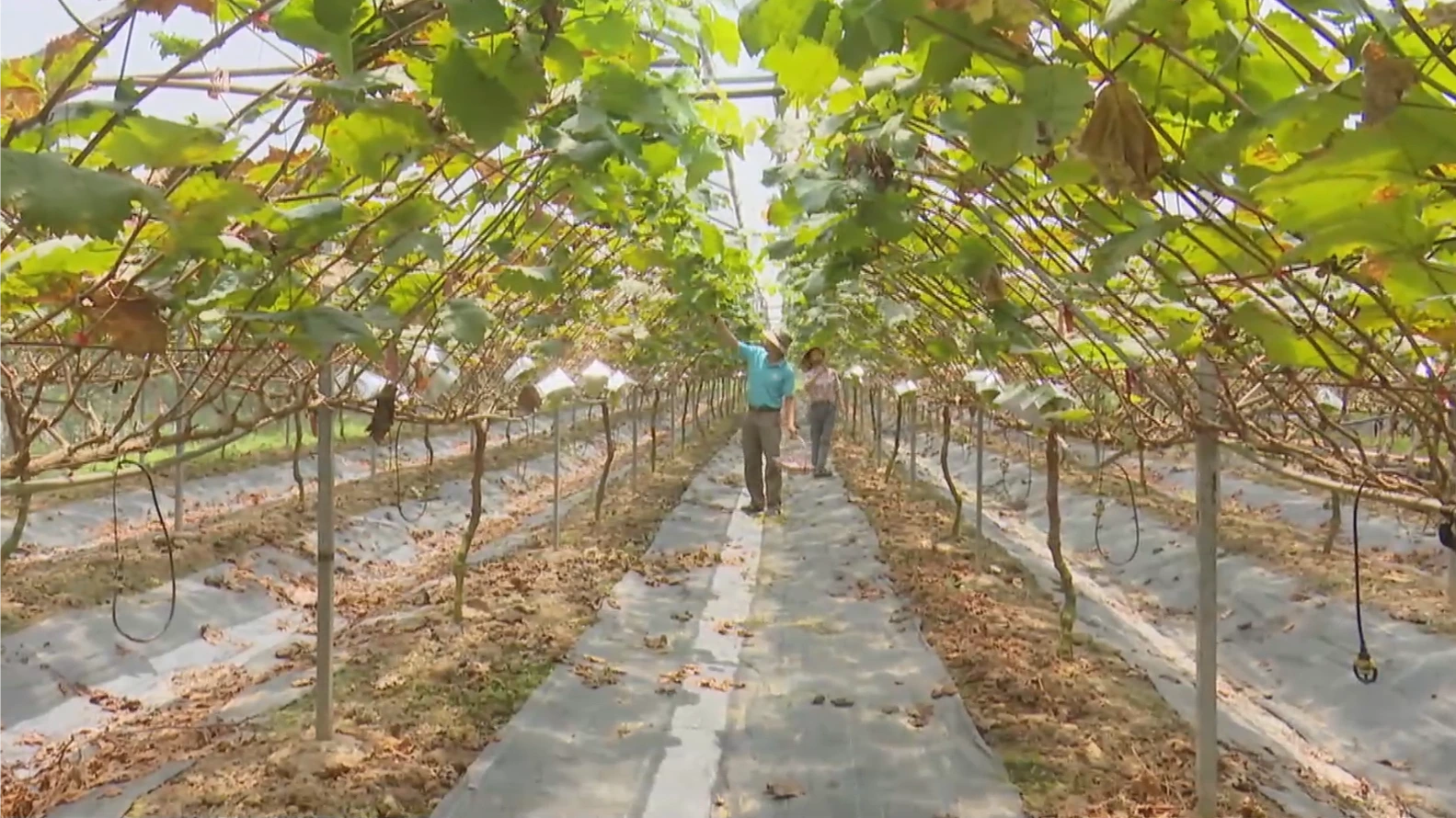 Phát triển nông nghiệp đô thị - thay đổi tư duy trong kỷ nguyên mới