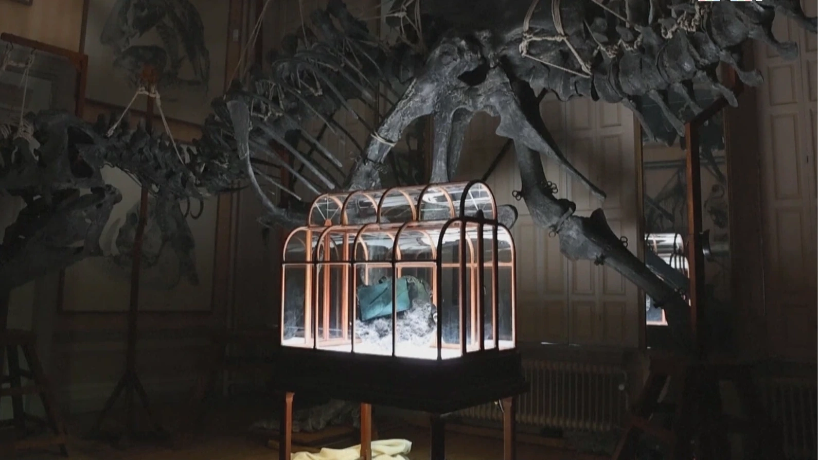 Túi xách làm từ collagen khủng long T-Rex tại Hà Lan