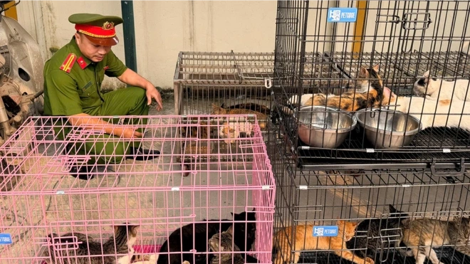 Triệt phá nhóm 'mèo tặc' quy mô lớn