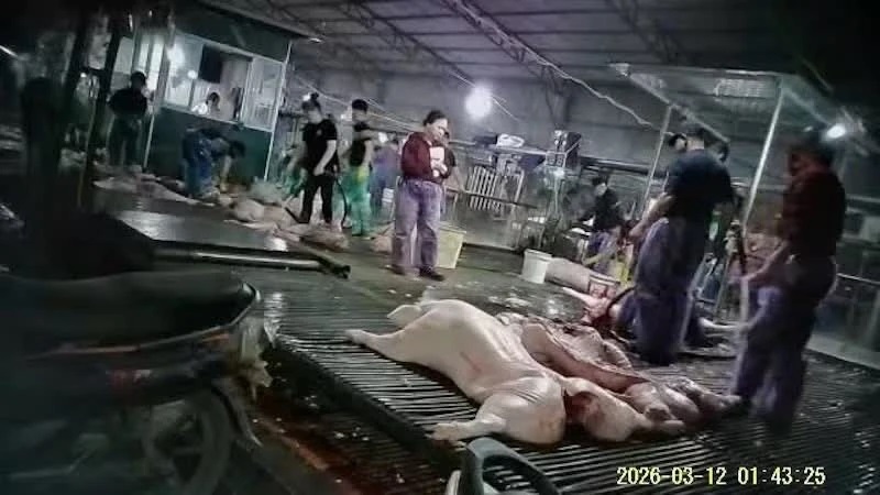 Xử lý nghiêm, không có vùng cấm trong vụ 300 tấn thịt lợn bệnh