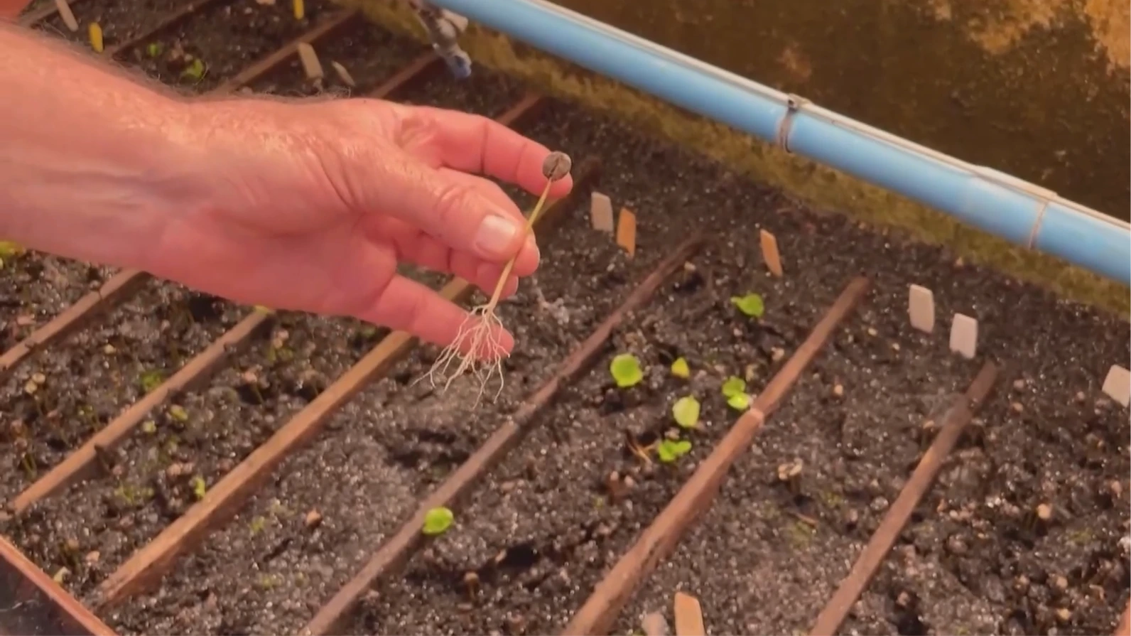 Brazil: Lai tạo giống cà phê thích ứng với biến đổi khí hậu