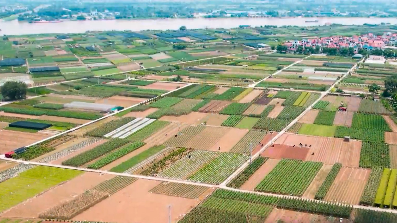 ‘Thay áo’ cho những thửa ruộng