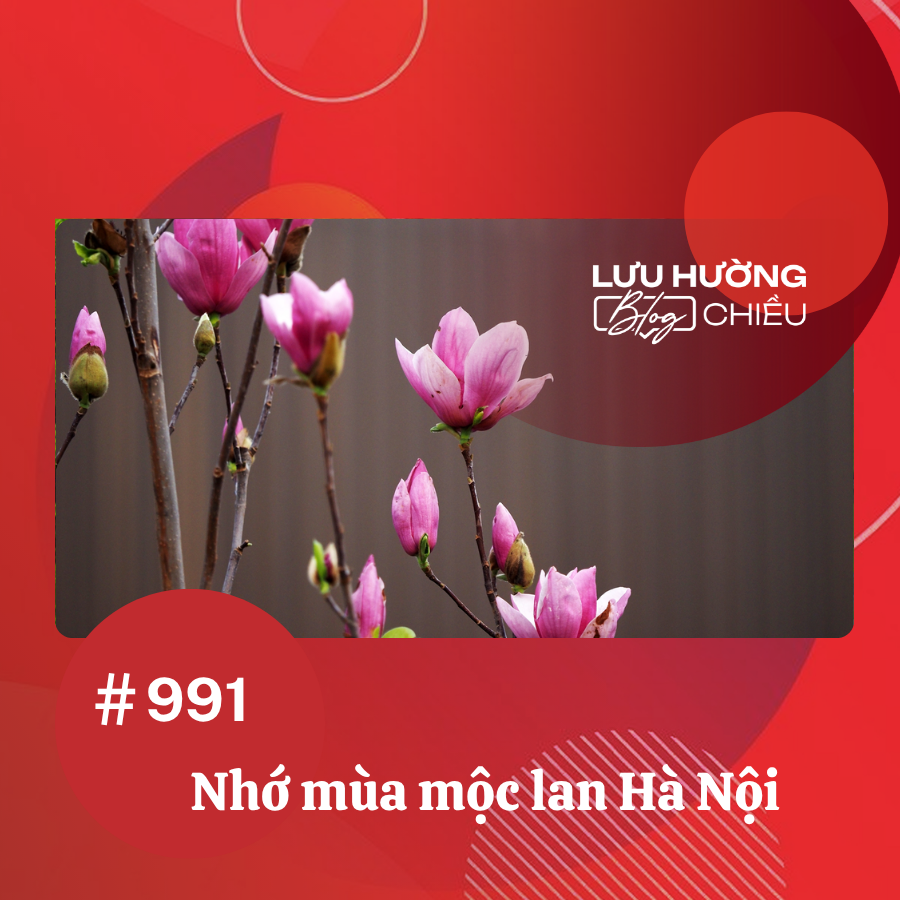 Nhớ mùa mộc lan Hà Nội