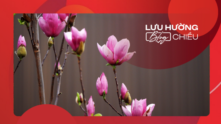 Nhớ mùa mộc lan Hà Nội