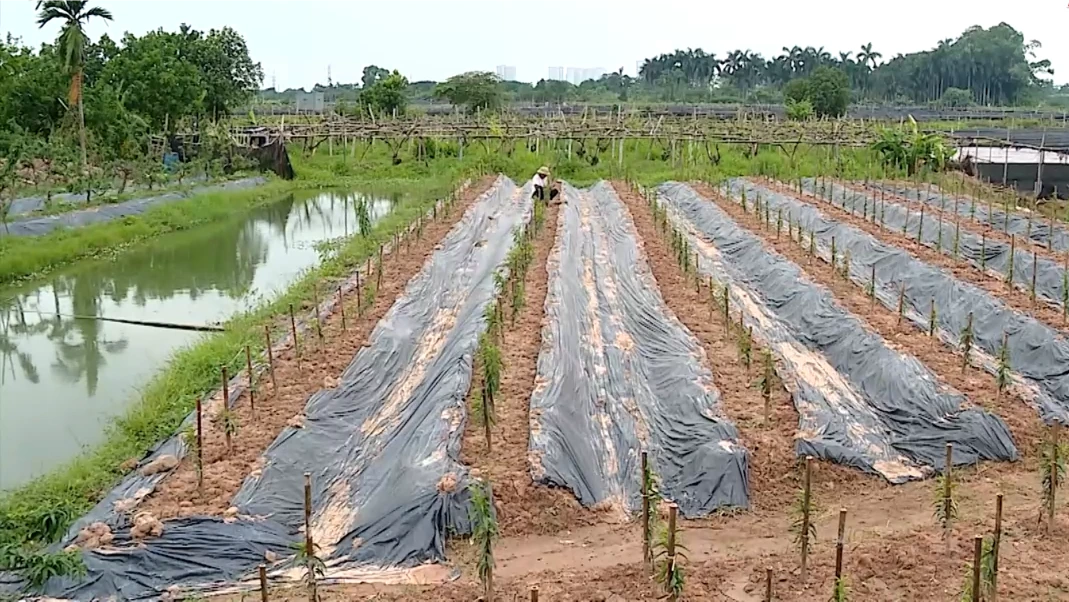 Kinh tế địa phương bị 'kìm hãm' khi dự án không triển khai