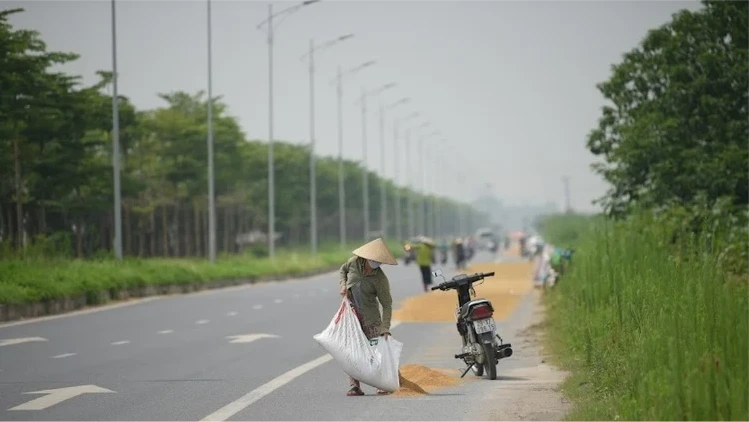 Nguy cơ TNGT từ việc phơi thóc lúa trên đường