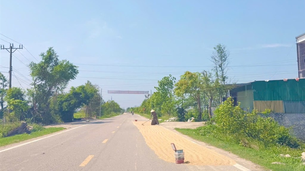 Nguy hiểm từ hành vi phơi thóc trên lòng đường