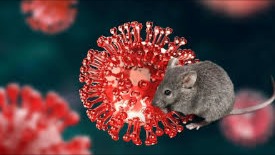 Cảnh báo những thông tin sai lệch về virus Hanta trên mạng xã hội