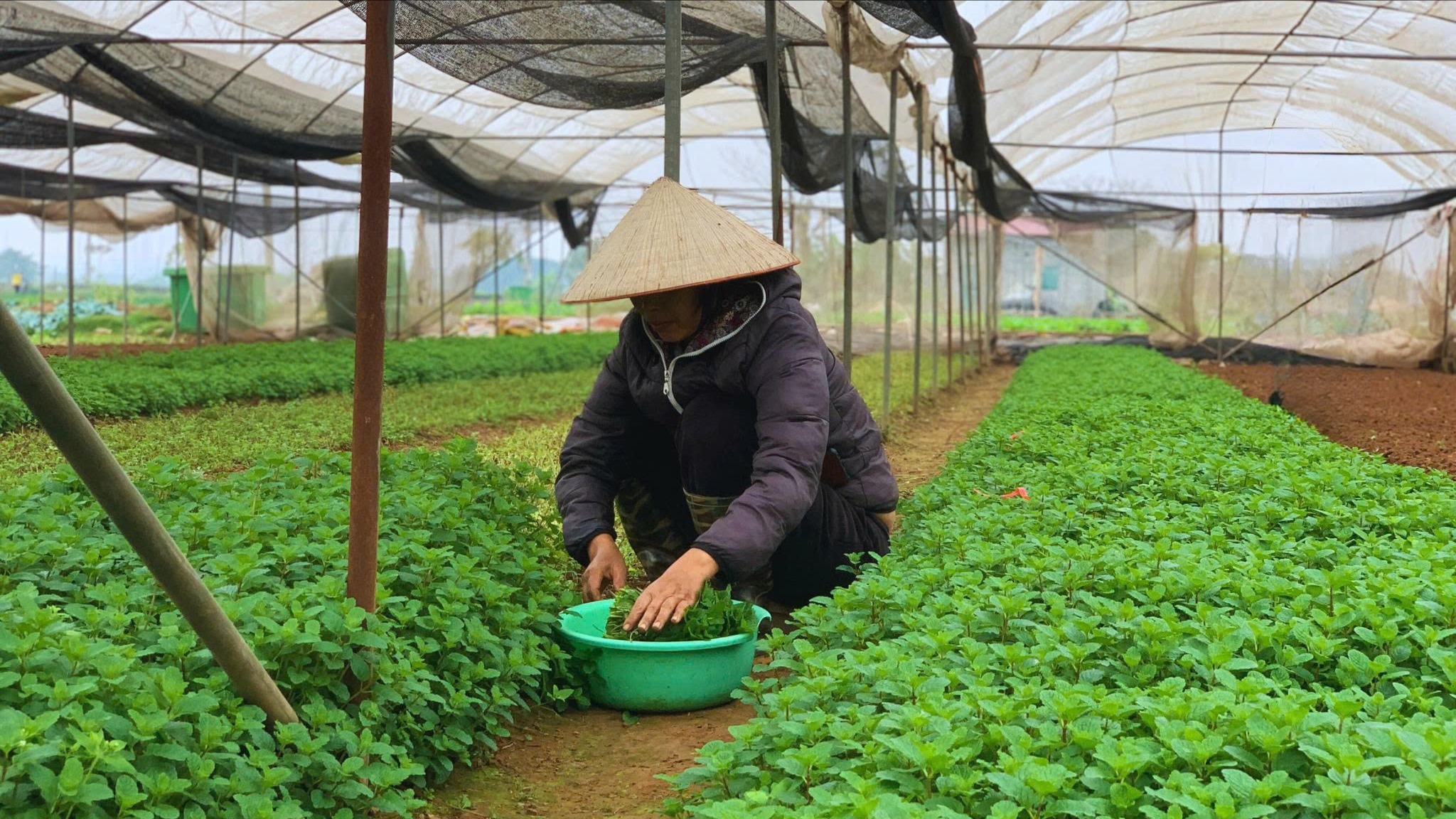 Những nông dân ứng dụng công nghệ cao vào sản xuất 