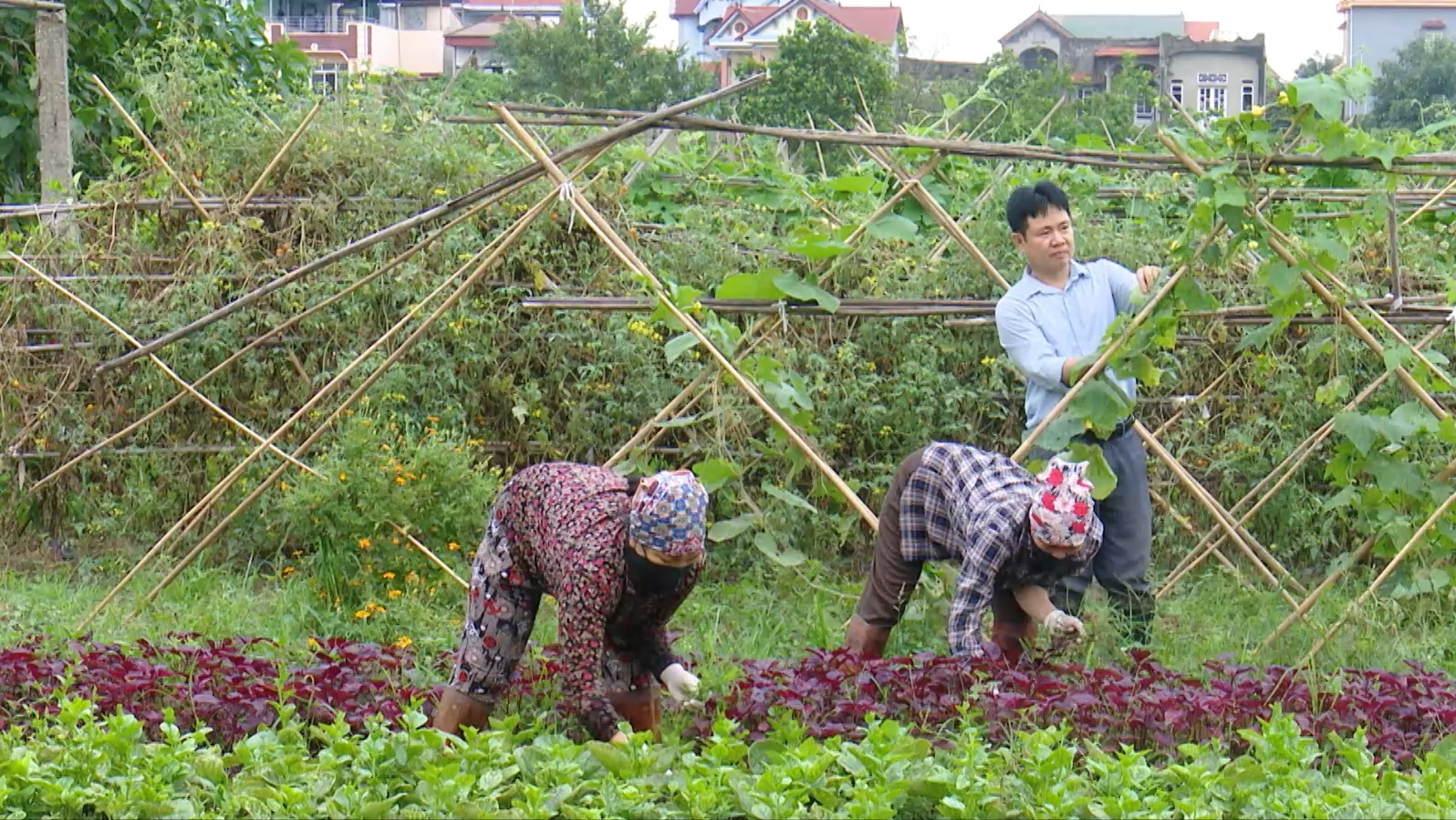 Người nông dân xã Nội Bài với khát vọng nông nghiệp hữu cơ | Người tốt quanh ta | 18/05/2026
