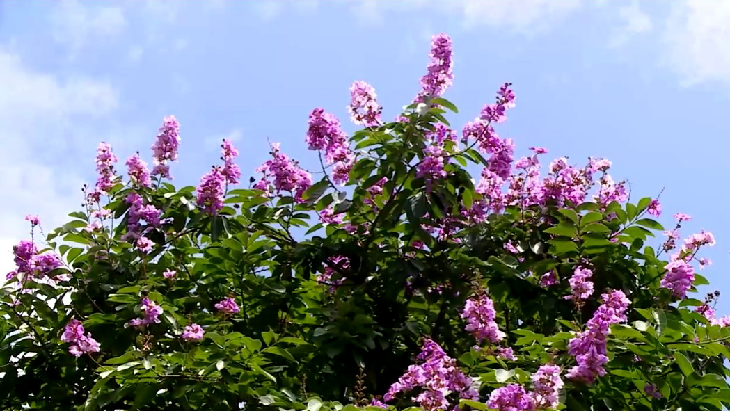 Hà Nội đẹp hơn từ những hàng cây đô thị đa sắc
