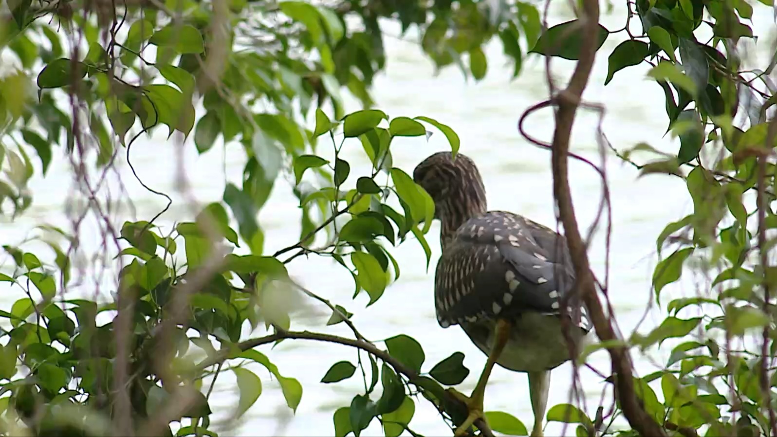 Hồ Gươm  - mùa chim về