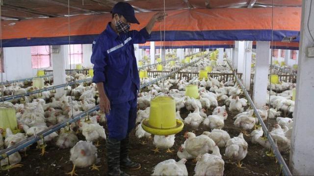 Phòng ngừa dịch bệnh trên đàn gia súc gia cầm