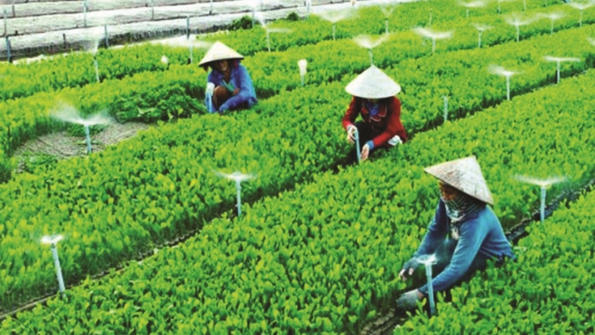Kinh tế hợp tác xã: Cần chú trọng hơn tính liên kết