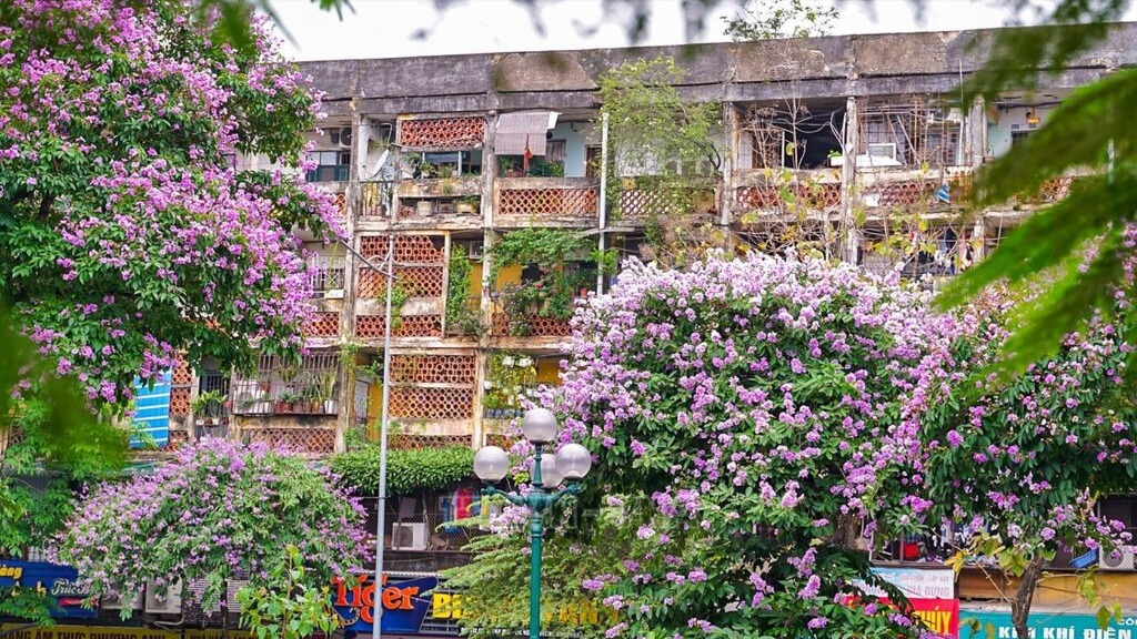 Hà Nội mùa bằng lăng tím